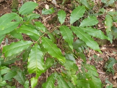 Alectryon subcinereus