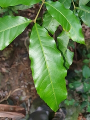 Alectryon subcinereus