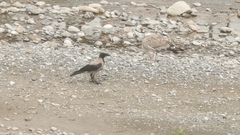 Corvus cornix