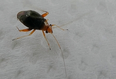 Heteroptera