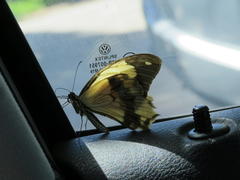 Papilio dardanus cenea