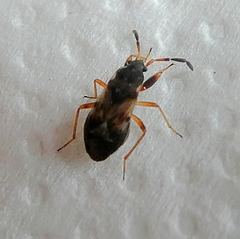 Heteroptera