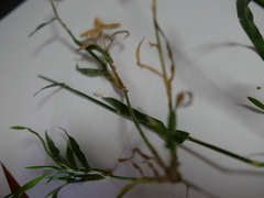 Dactyloctenium aegyptium