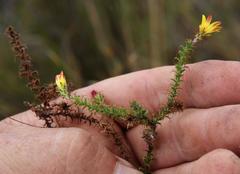 Cullumia setosa microcephala