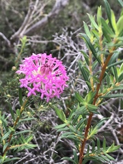 Pimelea rosea