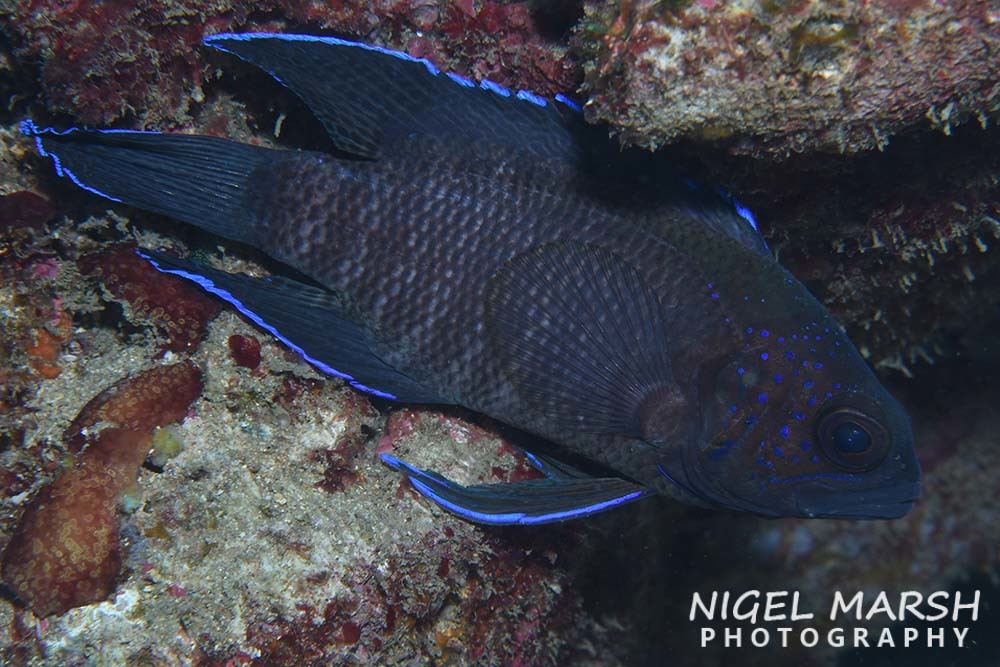 Blue-Tip Longfin photo 5