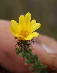 Cullumia setosa microcephala