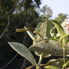 Aristolochia indica, photograph Paulmathi Vinod, CC BY, iNaturalist via GBIF