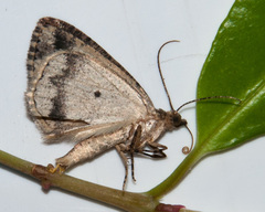 Xylopteryx arcuata