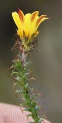 Cullumia setosa microcephala