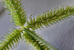 Dactyloctenium aegyptium