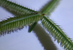 Dactyloctenium aegyptium