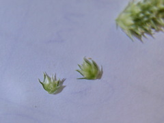 Dactyloctenium aegyptium