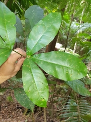 Acronychia pubescens