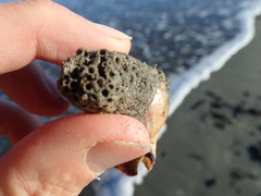 Neosabellaria kaiparaensis