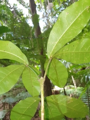 Acronychia pubescens