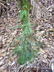 Abrodictyum caudatum