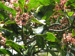 Elaeocarpus serratus