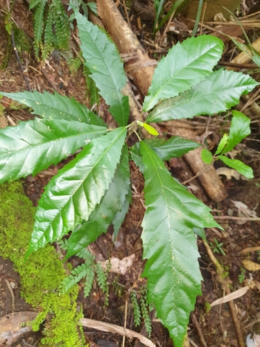 Sloanea woollsii F.Muell.