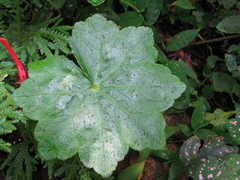Hydrocotyle javanica