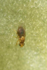 Trachysiphonella scutellata