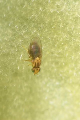 Trachysiphonella scutellata