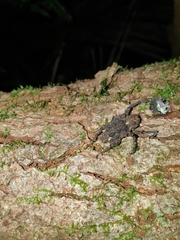 Poropterus parryi