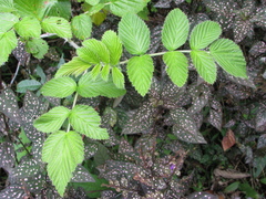 Rubus niveus