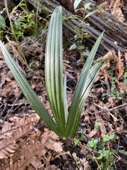 Trachycarpus fortunei