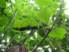 Coladenia indrani