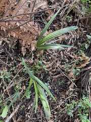 Trachycarpus fortunei