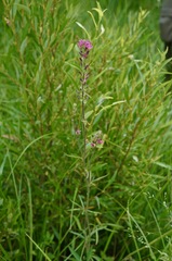Sidalcea oregana spicata