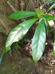Atractocarpus benthamianus