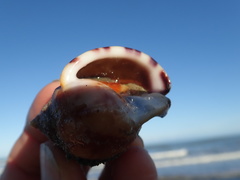 Neosabellaria kaiparaensis