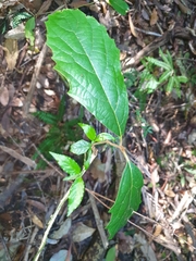 Gmelina leichhardtii