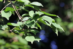 Strychnos angustiflora
