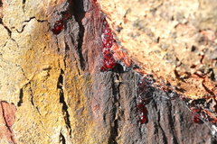 Strychnos angustiflora