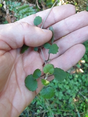 Brachyglottis sciadophila