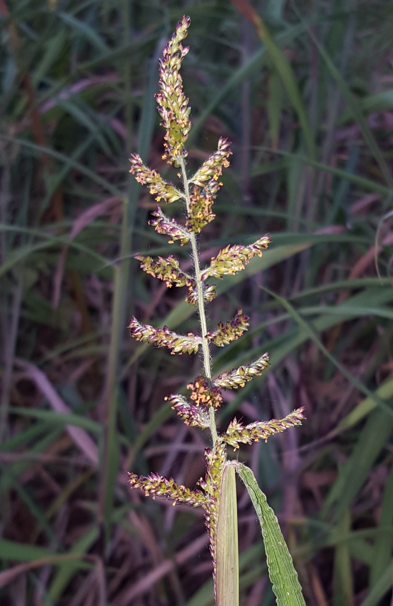 (c) François Rousseu, certains droits réservés (CC BY-NC) https://www.inaturalist.org/observations/92212833
