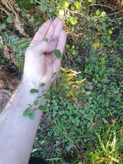 Brachyglottis sciadophila