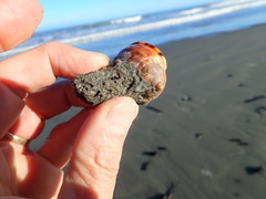 Neosabellaria kaiparaensis