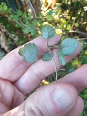 Brachyglottis sciadophila