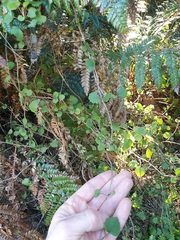 Brachyglottis sciadophila