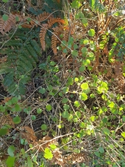 Brachyglottis sciadophila