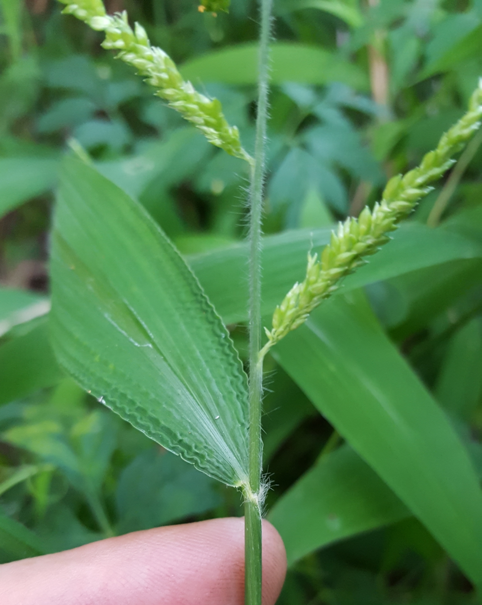 (c) François Rousseu, certains droits réservés (CC BY-NC) https://www.inaturalist.org/observations/92212833