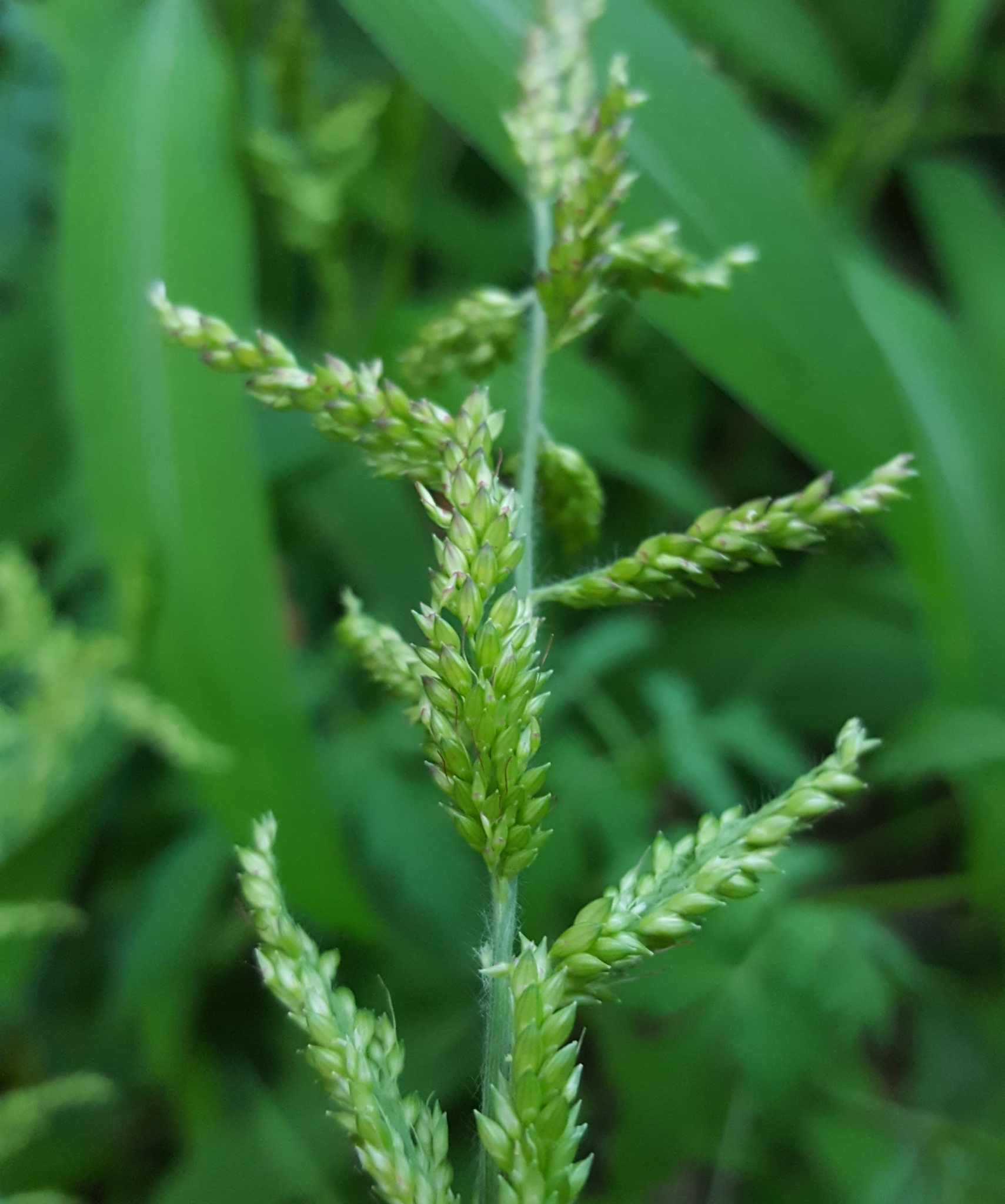 (c) François Rousseu, certains droits réservés (CC BY-NC) https://www.inaturalist.org/observations/92212833
