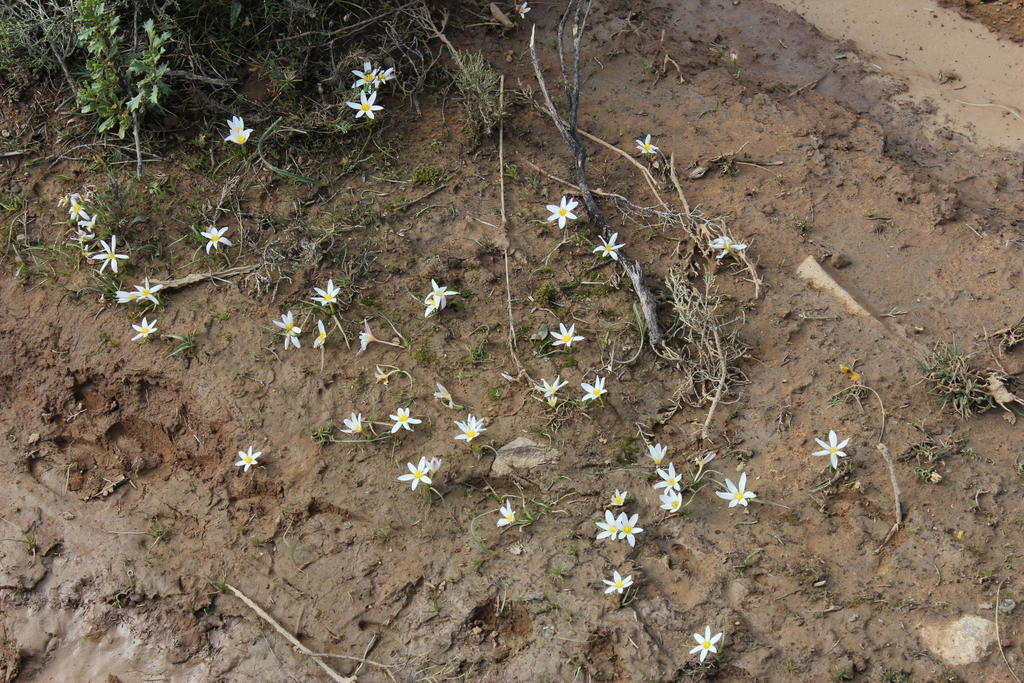 Cape waterstar (Pauridia alticola)