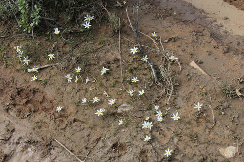 Cape waterstar (Pauridia alticola)