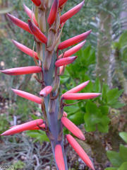 Aloe melanacantha