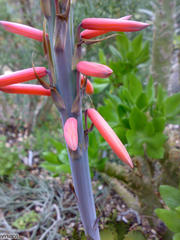 Aloe melanacantha